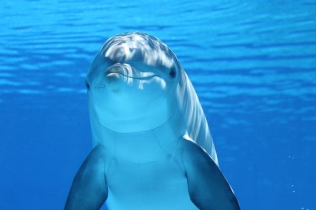 夏威夷大學發現鯨魚和海豚具有接收聲音大小的選擇性