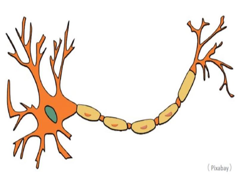 從軸突的相關研究來探討神經網路如何形成