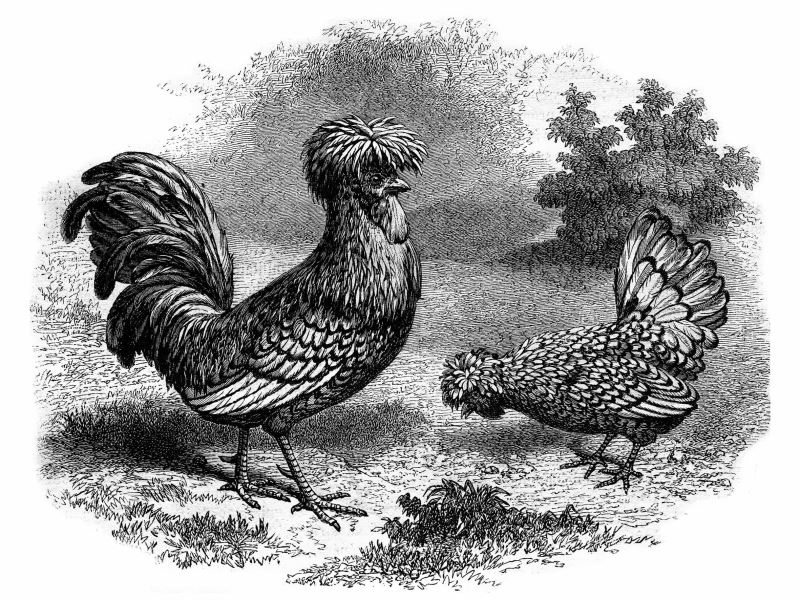 養雞，從西元前400年的絲路開始