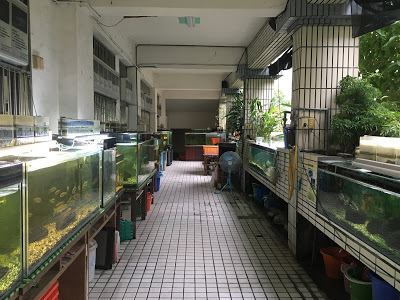 臺灣原生魚的守護者－裕民國小鍾宸瑞老師專訪 