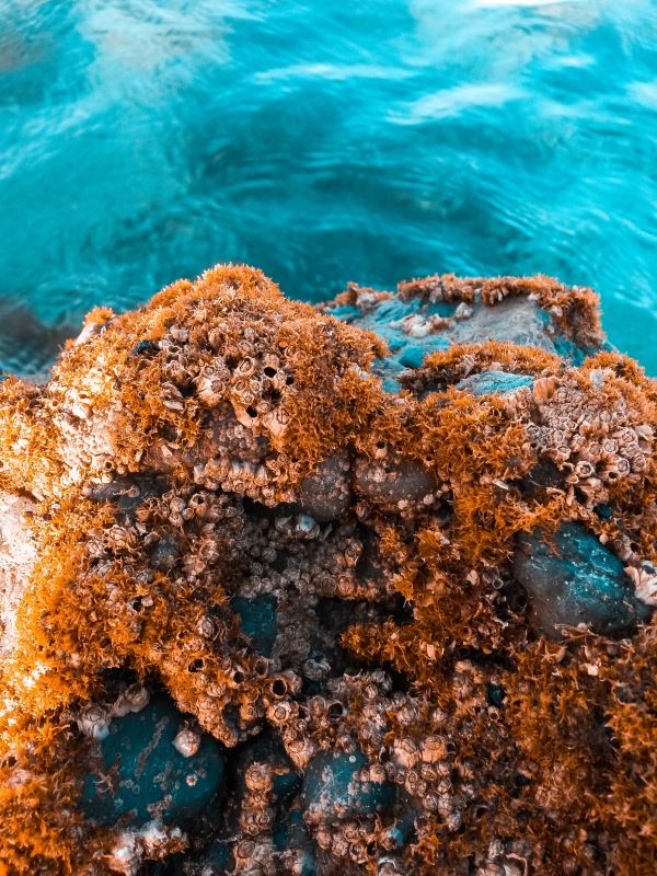 3D珊瑚礁-水下調查立體結構的新方法