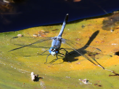 生長在水陸交界的蜻蛉—淺談台江地區的蜻蛉與環境問題 