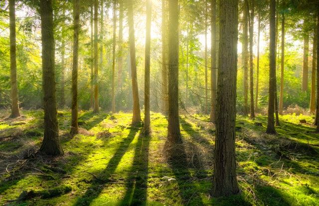 取自山林，還予大地— 從木質纖維看可再生的森林資源 