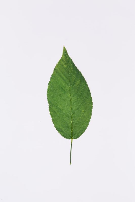 哈佛團隊利用數學技術算出葉子生長的模式 
