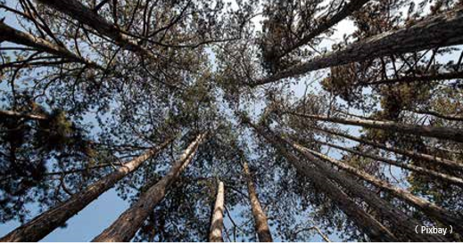 全球森林觀測揭露高大林木的獨特性  