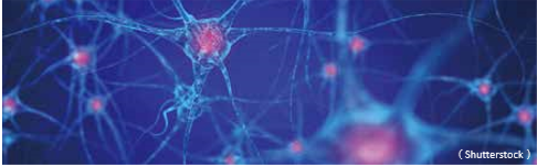 神經細胞類型與腦部疾病的連結