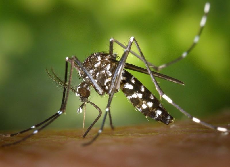美國政府准許「殺手蚊」 出關征戰、抵禦病媒蚊