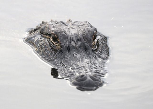 奧本大學發現哥斯大黎加的鱷魚性別比產生改變