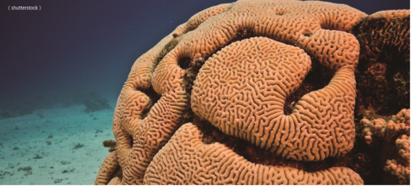 北太平洋深海發現大量石珊瑚