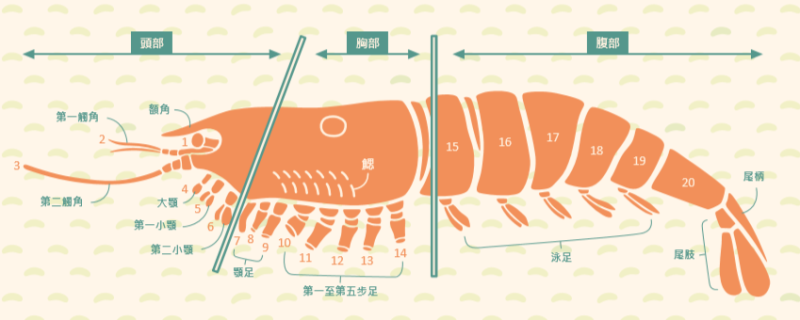 自然界中各式各樣的蝦類臺灣的甲殼類生物多樣性
