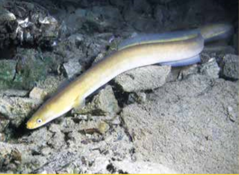 小鰻魚苗如何在茫茫大海中找到尋根之路？─地磁可能是一個重要的關鍵