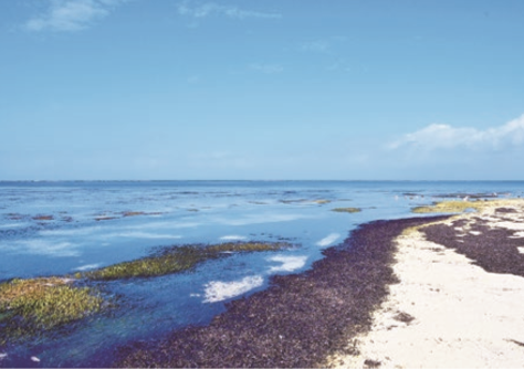 南方小島風情－東沙群島環境與生態 