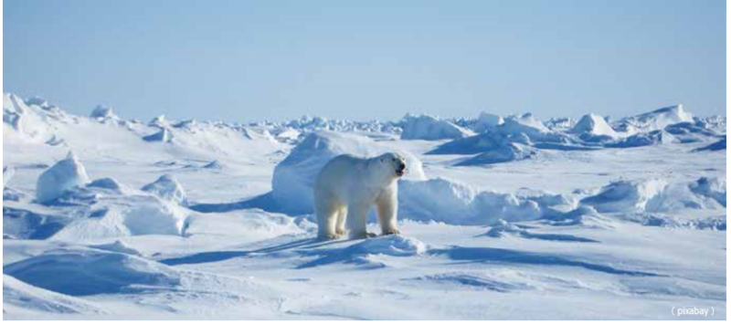 北極熊找尋獵物的方法
