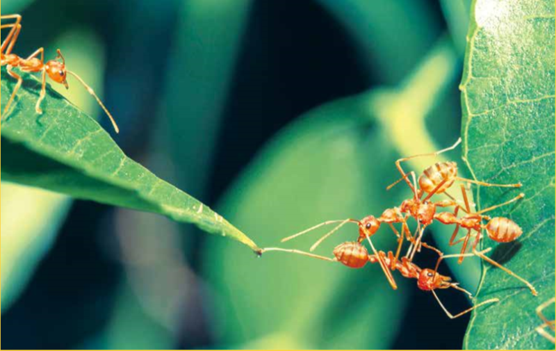 用CRISPR技術來揭開螞蟻複雜社會行為的演變之謎 