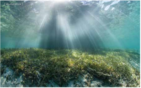 海草降低海洋中有害細菌數量