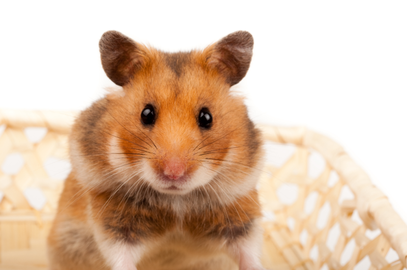 養老鼠不咬布袋—惹人憐愛的毛茸寵物鼠