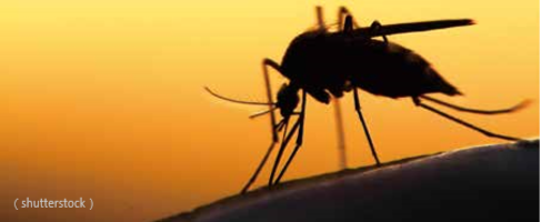 海地發現全新病媒蚊疾病