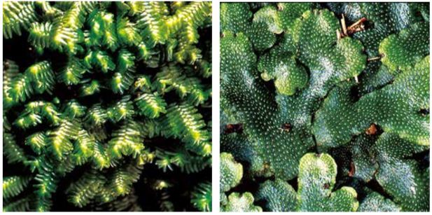 綠色小精靈─臺灣苔蘚植物多樣性