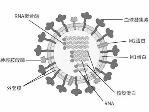 除了COVID-19，也要當心流行性感冒－流感病毒的認識、治療及預防