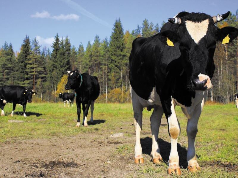 快樂乳牛產出鈣含量高牛奶