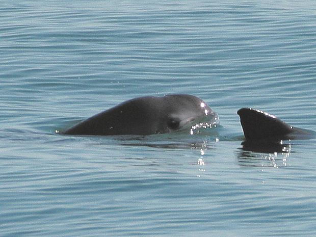 加利福尼亞灣噩夢 最小海豚極危