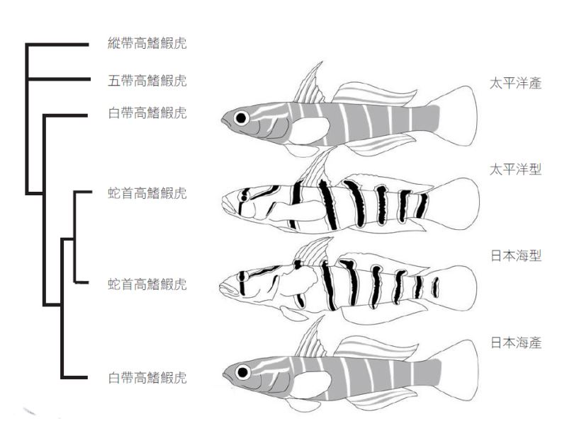 日本明仁天皇探究高鰭鰕虎魚演化之旅 
