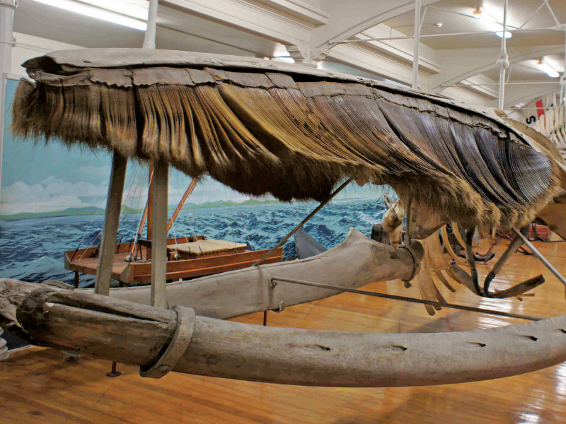 忽有龐然大物擱淺臺灣海岸─談鯨魚龐大體型的演化