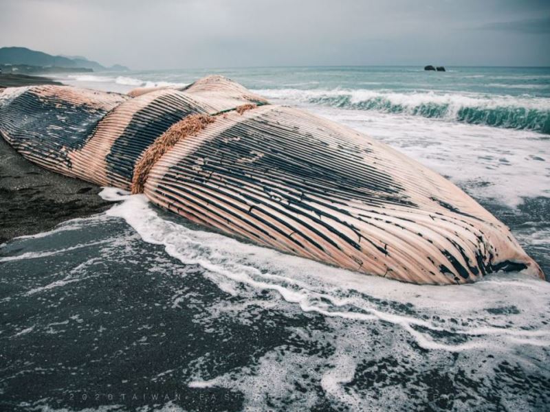 一窺巨大生物之謎─來自東海岸的擱淺藍鯨
