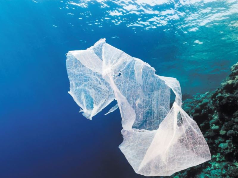 海鳥吃塑膠？日益嚴重的海洋塑膠危機