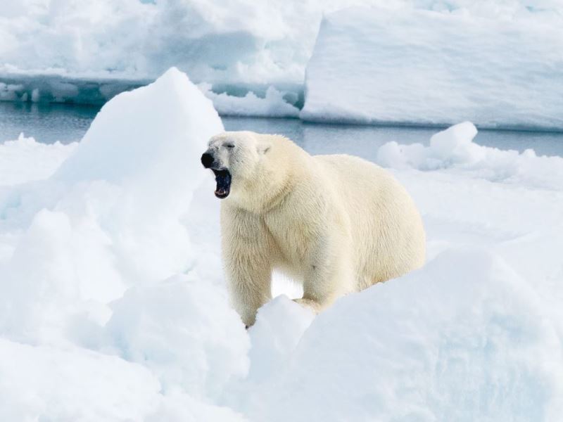 北極熊已無法適應暖化的北極