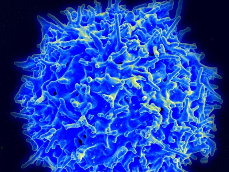 回溯免疫細胞發育根源 免疫疾病治療突破困境