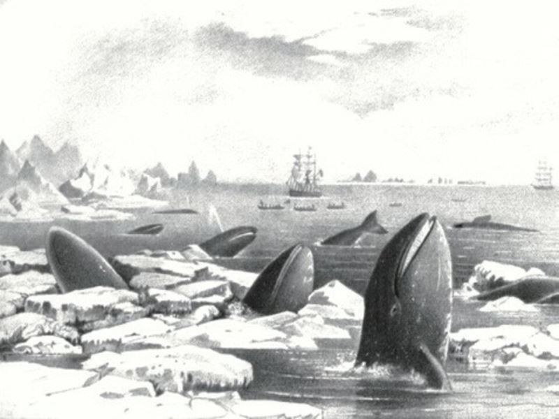 史上游最遠 灰鯨破紀錄