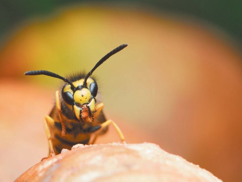 蜂情萬種《昆蟲記》裡蜂臺灣