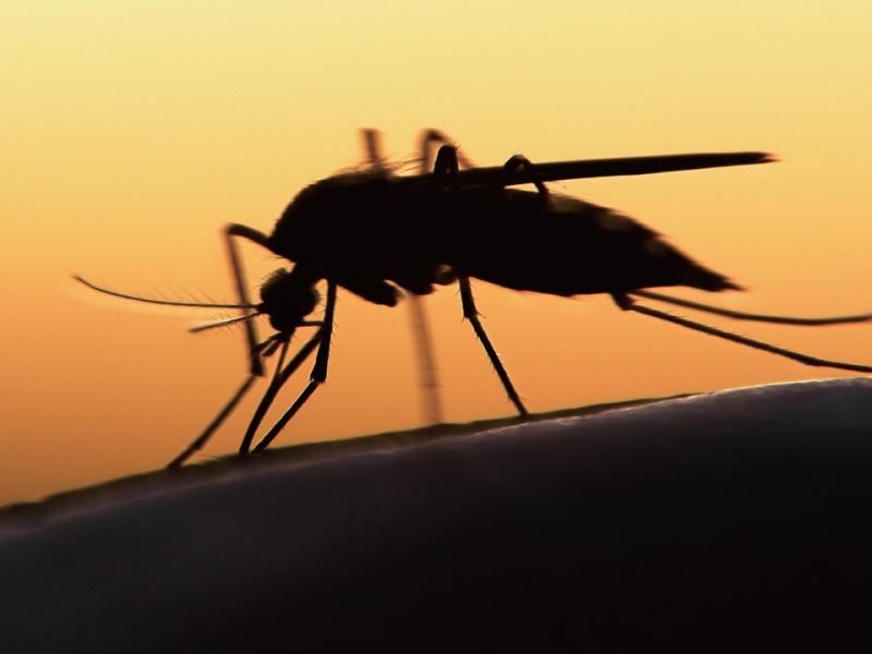 利用基因轉殖降低病媒蚊數量