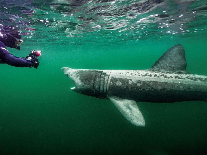 在冰與火的國度—遇見地球第二大鯊魚