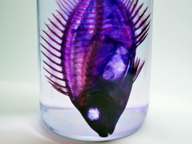 絢麗多彩的魚骨骼─透明魚標本
