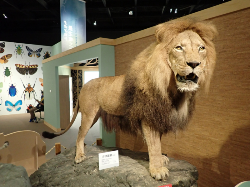 保留巨獸的雄偉─動物標本師 黃雯杰專訪