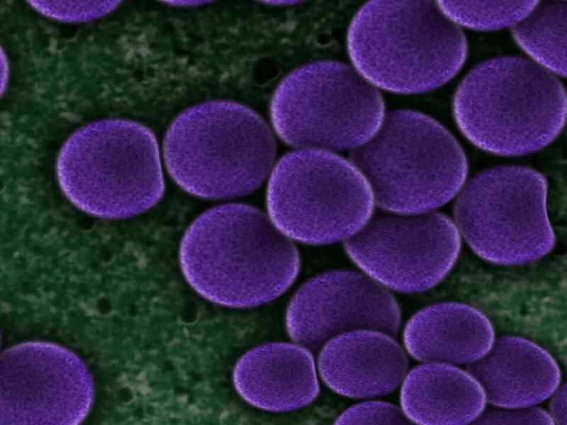 新型編寫抗生素技術 攻擊具抗藥性細菌