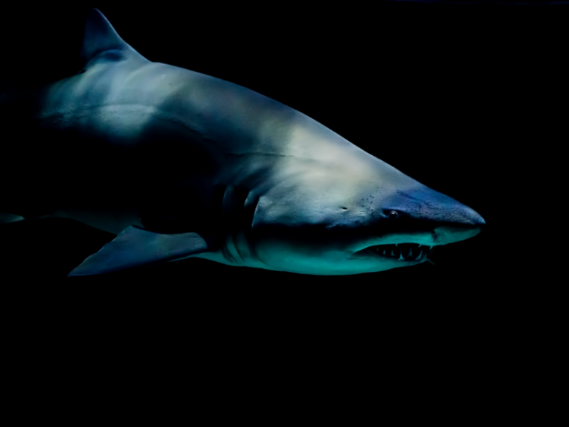 從牙齒揭露史前巨齒鯊的體型