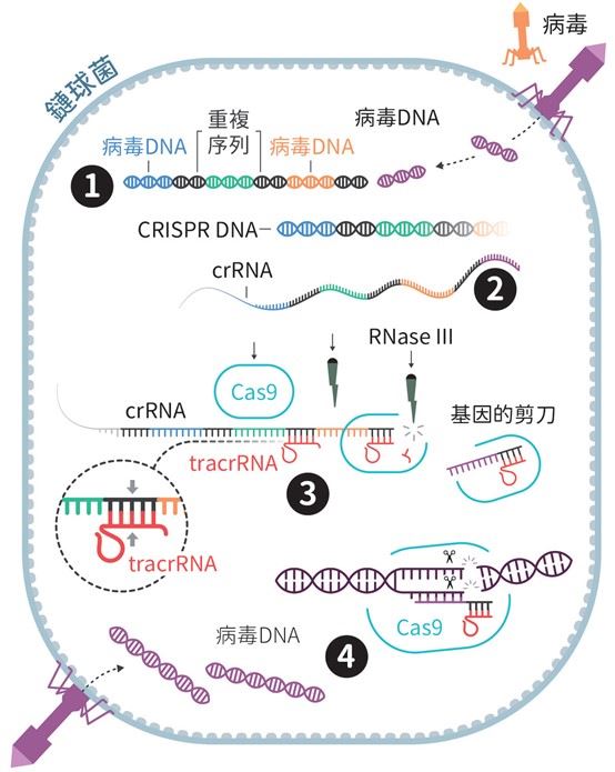 神奇的基因剪刀手 CRISPR-Cas9