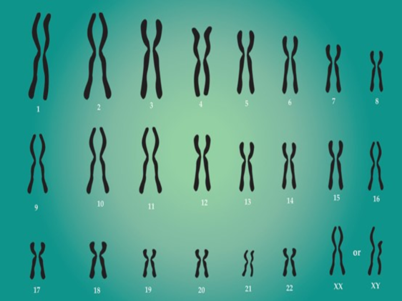 50年之後─染色體又知多少？