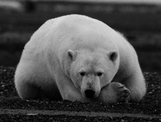 胖而健康的北極熊