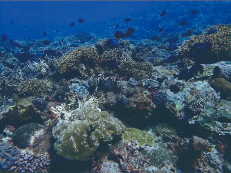 微光區的海底花園—中光層珊瑚生態系