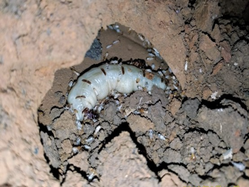 探索昆蟲神秘的地下農場—臺灣土白蟻與雞肉絲菇的共生關係