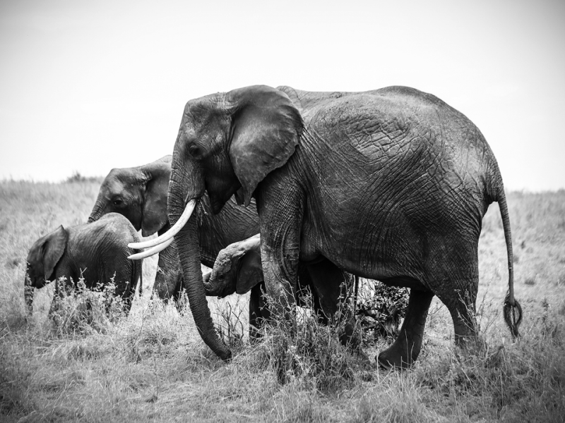 受盜獵侵害的非洲象面臨生存威脅