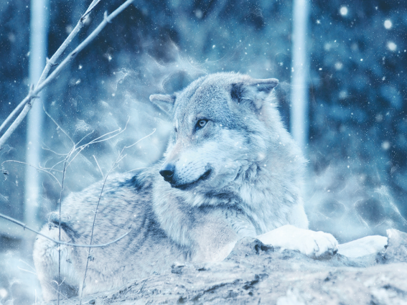 從動物行為觀察 狼似乎比狗更無私