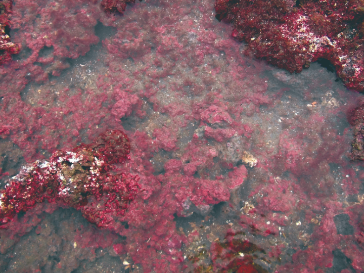 全球稀有的大面積藻礁地形－桃園藻礁生態特性與保育