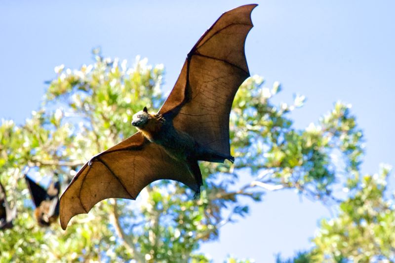 病毒的自然宿主—蝙蝠