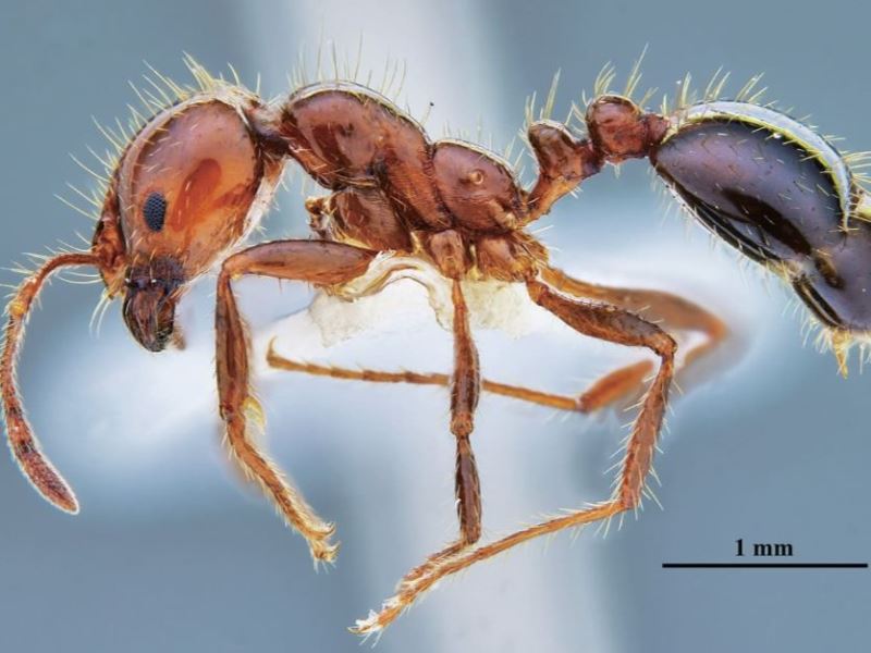 螞蟻大軍入侵！ 與紅火蟻的長期抗戰 我們有勝算嗎？