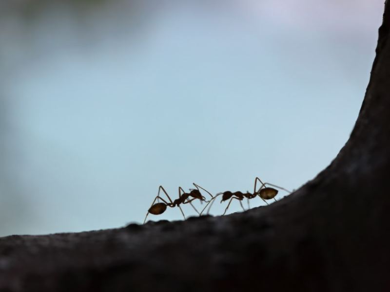 臺灣入侵紅火蟻防治之困境與對策
